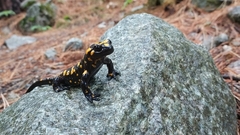 Salamandra corsica