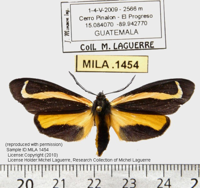 Gnophaela baileyi