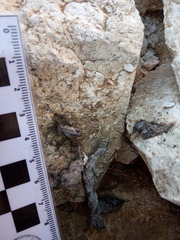Mustela putorius