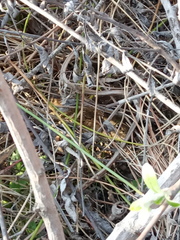 Microtus duodecimcostatus