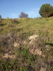 Microtus duodecimcostatus