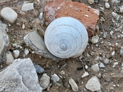 Sphincterochila