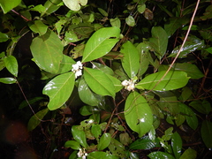 Rhodomyrtus macrocarpa