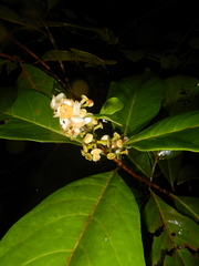 Rhodomyrtus macrocarpa