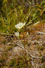 Gentianella tenuifolia