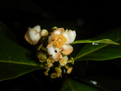 Rhodomyrtus macrocarpa