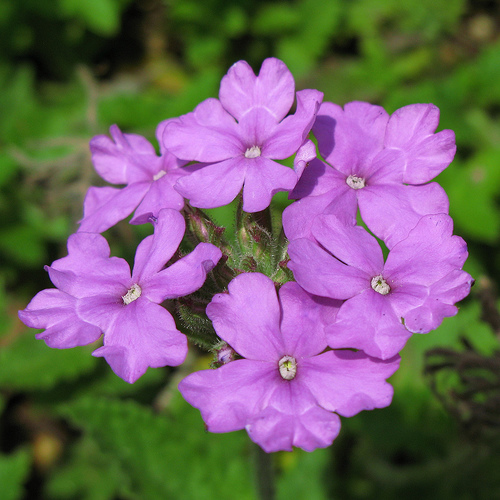 Glandularia tenera