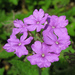 Latin American Mock Vervain - Photo (c) TANAKA Juuyoh (田中十洋), some rights reserved (CC BY)