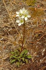 Gentianella tenuifolia