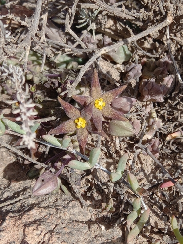 Ceropegia geminata
