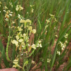 Raphanus raphanistrum