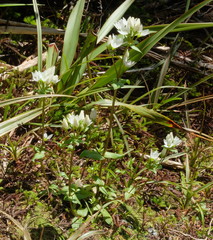 Gentianella tenuifolia