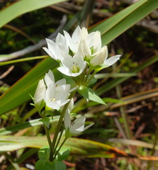 Gentianella tenuifolia