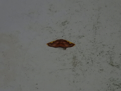 Nothomiza