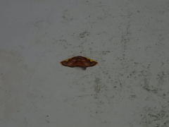 Nothomiza
