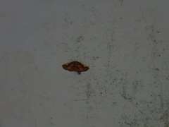 Nothomiza