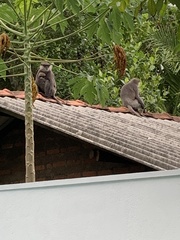 Semnopithecus vetulus nestor