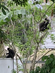 Semnopithecus vetulus nestor