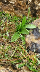 Ophrys insectifera aymoninii