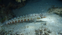 Parapercis clathrata
