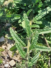 Echium creticum