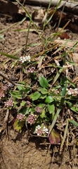 Lepidium hirtum nebrodense