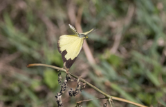 Eurema hecabe