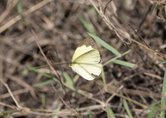 Eurema hecabe