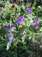 Echium creticum