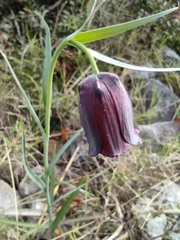 Fritillaria messanensis