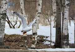 Larus argentatus