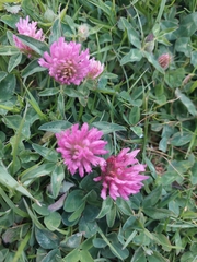 Trifolium pratense