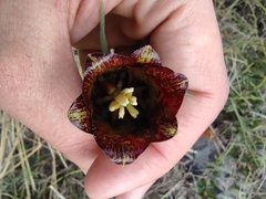 Fritillaria messanensis