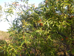 Asteromyrtus symphyocarpa