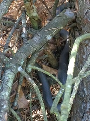 Coluber constrictor foxii