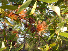 Asteromyrtus symphyocarpa