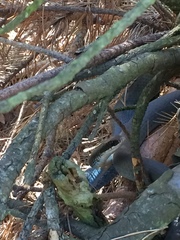 Coluber constrictor foxii