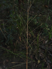 Chrysopogon sylvaticus