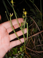Tricoryne anceps