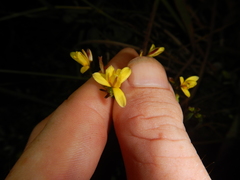 Tricoryne anceps