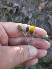 Hieracium bifidum
