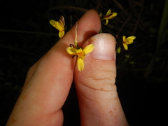 Tricoryne anceps