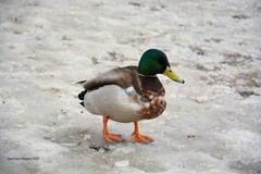 Anas platyrhynchos