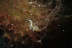 Styliferina translucida