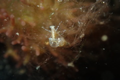 Styliferina translucida