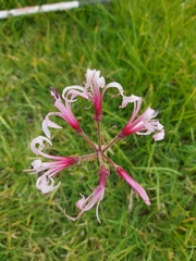Nerine angustifolia