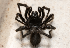 Hadronyche modesta