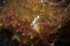 Styliferina translucida