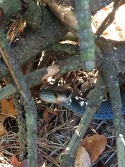 Coluber constrictor foxii