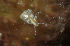Styliferina translucida